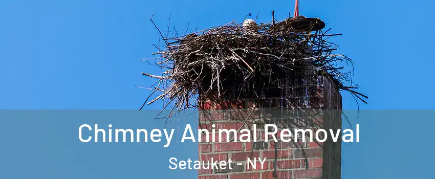  Chimney Animal Removal Setauket - NY