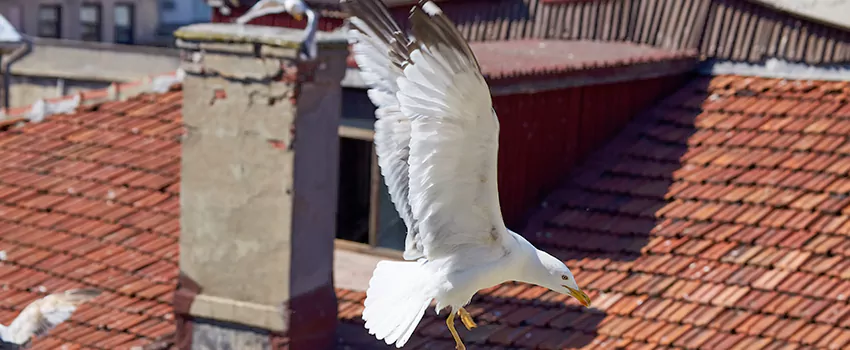 Residential Chimney Animal Removal Solution in Setauket, NY