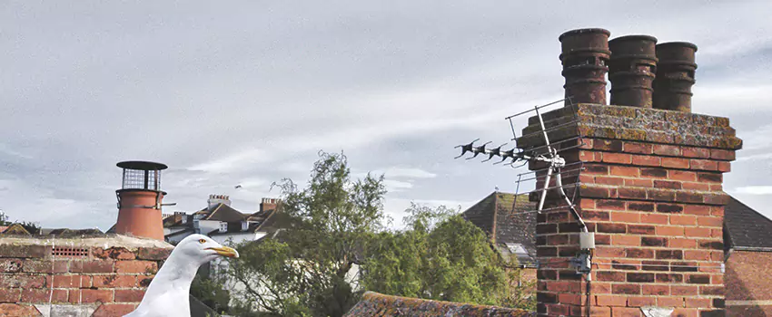 Chimney Cleaning And Restoration in Setauket, New York